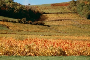 Au Coeur des Grands Vins de Bourgogne